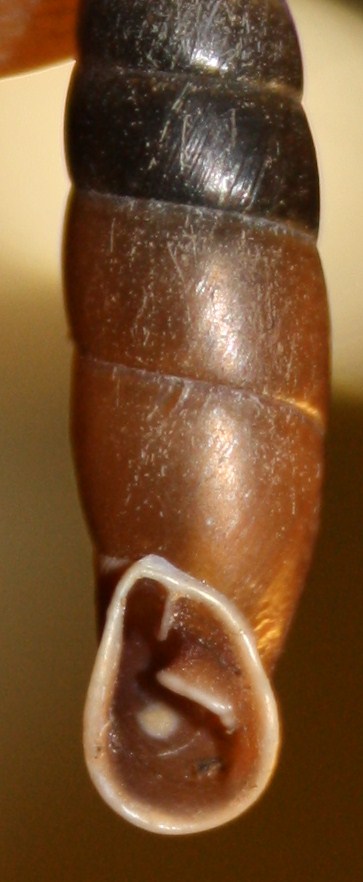 Charpentieria itala punctata e Cochlodina incisa